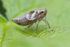 Hylaius oregonensis