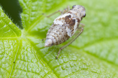 Hylaius oregonensis