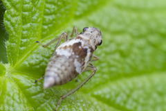 Hylaius oregonensis