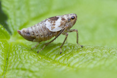 Hylaius oregonensis