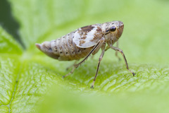 Hylaius oregonensis