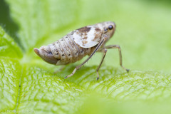Hylaius oregonensis