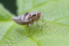 Hylaius oregonensis