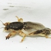 Southern Mole Cricket - Photo (c) Royal Tyler, some rights reserved (CC BY-NC-SA), uploaded by Royal Tyler