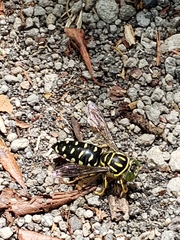 Stictia