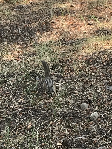 iNaturalist observation photo of Yellow-pine Chipmunk