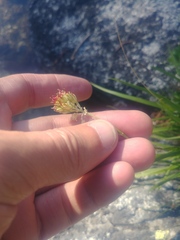 Triantha occidentalis