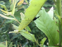 Paracycnotrachelus chinensis