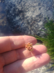 Triantha occidentalis