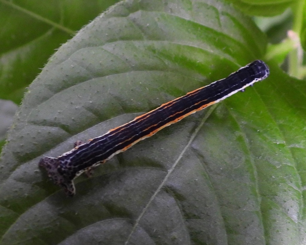 Simena luctifera