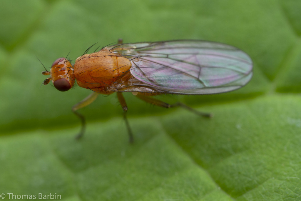 Suillia convergens