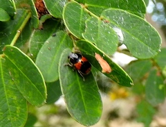 Griburius albilabris