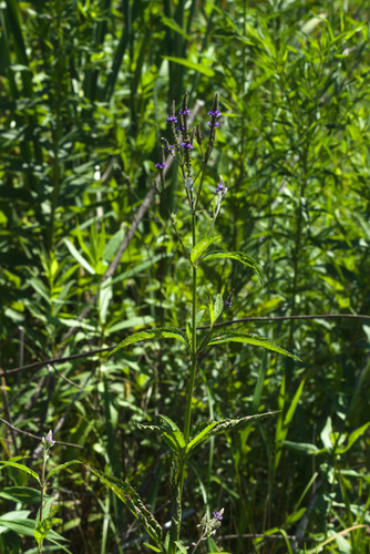 Verbena hastata