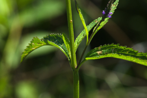 Verbena hastata