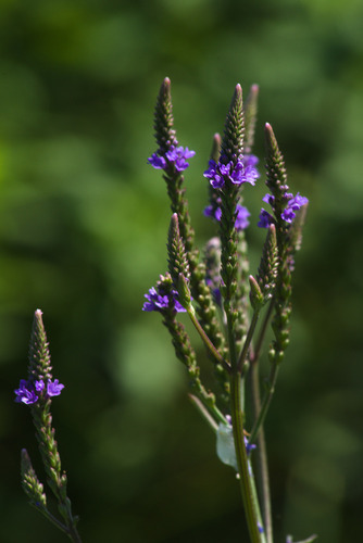 Verbena hastata