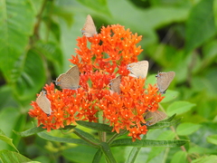 Satyrium edwardsii