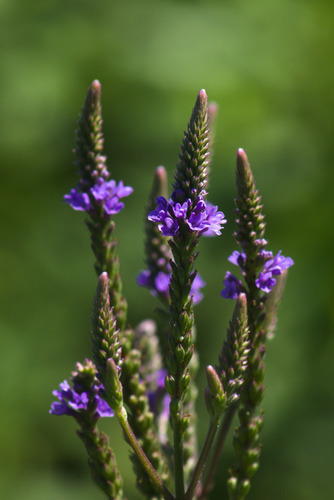 Verbena hastata
