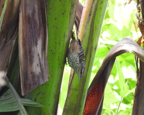 Band-backed Wren (Campylorhynchus zonatus), photo 7