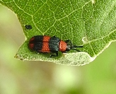 Microrhopala beckeri