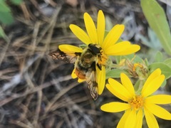 Sericomyia flagrans