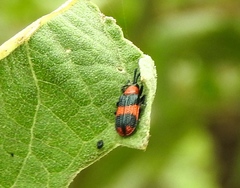 Microrhopala beckeri