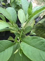 Phytolacca americana