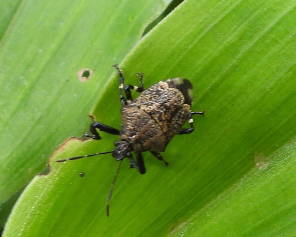 Oplomus mutabilis