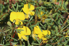Gompholobium virgatum