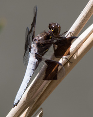 Plathemis lydia