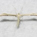 American Straw-colored Plume Moths - Photo (c) Andrew Keaveney, some rights reserved (CC BY-NC), uploaded by Andrew Keaveney