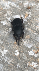 Scyphophorus