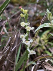 Platanthera brevicalcarata