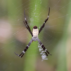 Argiope radon
