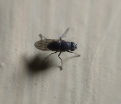 Acalyptratae