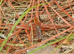 Diogmites crudelis