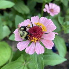 Zinnia elegans