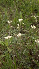 Antennaria caucasica