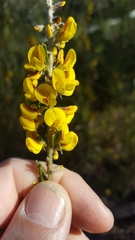 Dillwynia floribunda