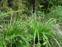Carex forsteri