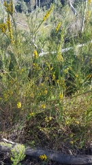 Dillwynia floribunda