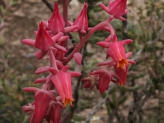 Echeveria schaffneri