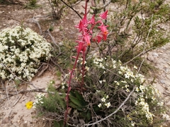 Echeveria schaffneri