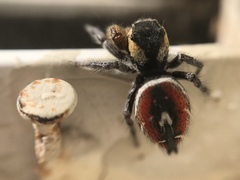 Phidippus cruentus