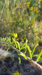 Dillwynia floribunda