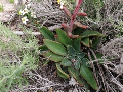 Echeveria schaffneri