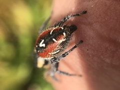 Phidippus cruentus