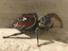 Phidippus cruentus