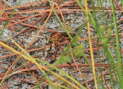 Diogmites crudelis