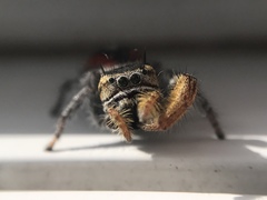 Phidippus cruentus
