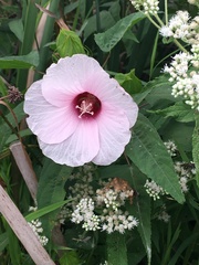 Hibiscus laevis